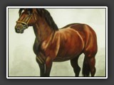 Brauner
