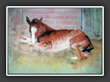 Fohlen liegend Pastell