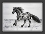 galoppierender Friese