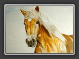 Haflinger