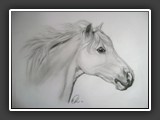Ponyschimmel